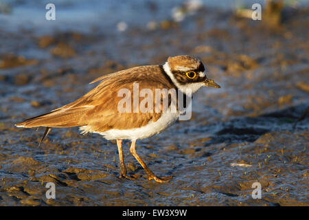 Flussregenpfeifer (Charadrius Dubius) auf Nahrungssuche im Watt Stockfoto