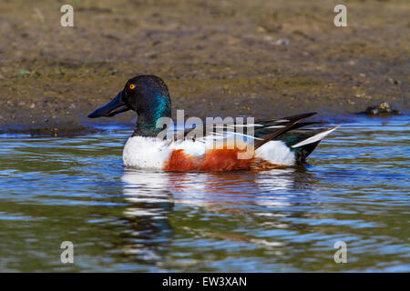 Nördlichen Löffelente / nördliche Schauﬂer (Anas Clypeata) männlichen Schwimmen im See Stockfoto