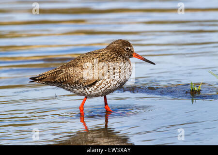 Gemeinsamen Rotschenkel (Tringa Totanus) auf Nahrungssuche im Feuchtgebiet Stockfoto