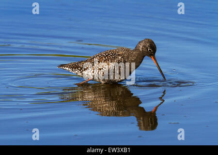 Gefleckte Rotschenkel (Tringa Erythropus) auf Nahrungssuche im seichten Wasser der Salzwiesen Stockfoto