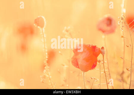 Nahaufnahme von Mohn in einem Feld im Sommer mit warmen goldenen Sonnenlicht und der Hintergrund jedoch unscharf. Es ist Sommer! Stockfoto