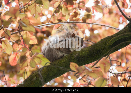 Östliche graue Eichhörnchen Klettern im Baum mit Herbstfarben Stockfoto