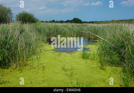 Strumpshaw Fen, Rspb Naturschutzgebiet, Norfolk, england Stockfoto