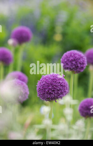 Allium-Botschafter-Blumen Stockfoto