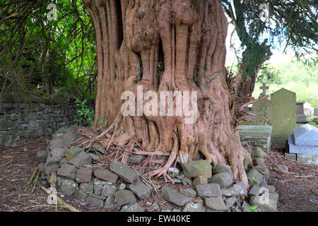 Alte Eibe umgeben Steinen in St Marys Kirchhof Ystradfellte Powys Wales, UK KATHY DEWITT Stockfoto