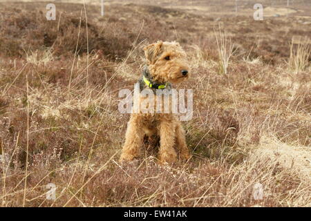 Welsh Terrier sitzend auf Land im Glencoe Stockfoto