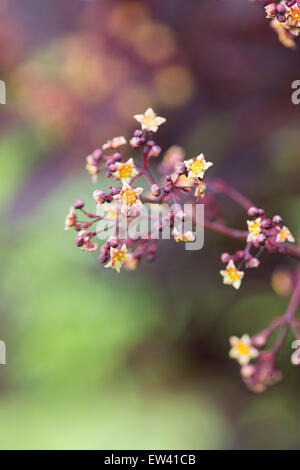 Cotinus Coggygria 'Royal Purple'. Bush Blüten Rauchen Stockfoto