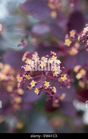 Cotinus Coggygria 'Royal Purple'. Bush Blüten Rauchen Stockfoto