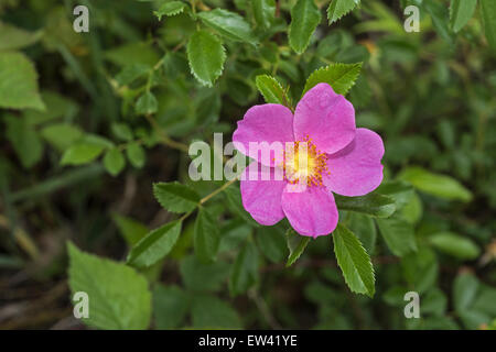 Eine ruhige Frühling Morgen auf Gilbert See in Upstate New York in den USA. Stockfoto