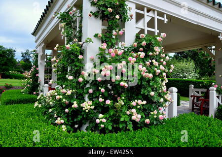 Hershey, Pennsylvania: The Rose Garden Pavillon mit rosa Kletterrosen an der renommierten Hershey Gärten * Stockfoto