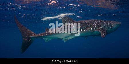 Man taucht mit einem Walhai Rhincodon typus Stockfoto