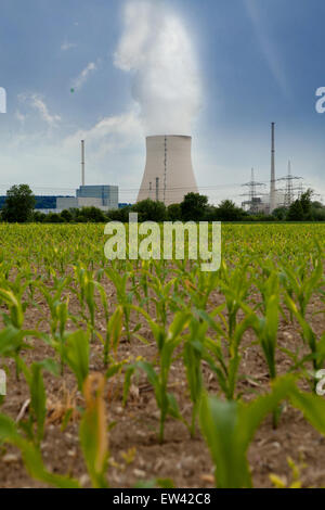 Kernkraftwerk "Isar" hinter einer Maizefield (Bayern / Deutschland) Stockfoto