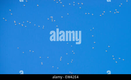 Schneegänse verschiedene Muster vor einem dunklen blauen Himmel fliegen. Ft. Boise Wildlife Management Area, Parma, Idaho, USA Stockfoto