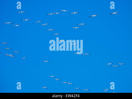 Schneegänse verschiedene Muster vor einem dunklen blauen Himmel fliegen. Ft. Boise Wildlife Management Area, Parma, Idaho, USA Stockfoto