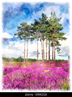 Föhren und Glocke Heidekraut (Erica Cinerea) in voller Blüte zu Arne in Dorset. Stockfoto