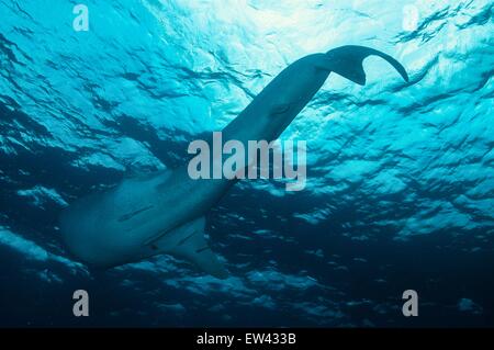 Man taucht mit einem Walhai Rhincodon typus Stockfoto