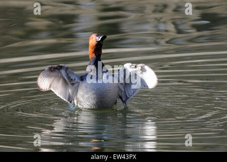 Männliche gemeinsame Tafelenten mit den Flügeln in den See Stockfoto