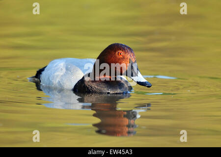 Gemeinsamen Tafelenten Schwimmen im See Stockfoto