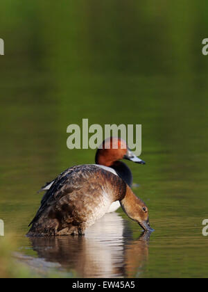 Männliche und weibliche gemeinsame Netta am Ufer des Sees Stockfoto