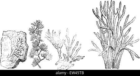 Ältere Pflanzen. Kambrium. (1) zehren Chondriten. 2. Murchisonites Forbesi. 3. alte Chondriten. 4. Algen, Vintage e Stock Vektor