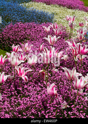 Frühlingsblumen mit rosa und weißen Tulpen wachsen in Blumenbeeten im Queens Park Loughborough Leicestershire England UK Stockfoto