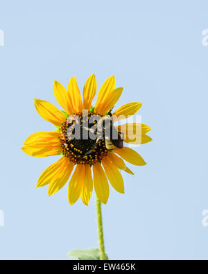 Bombus fervidus oder goldene nördliche Hummel bestäubt eine Sonnenblume, Hellianthus annuus in Oklahoma, USA. Stockfoto