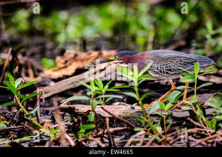 Ein grün Reiher, Butorides Virescens, Jagd Essen in der Atchafalaya Swamp von Louisiana. Stockfoto