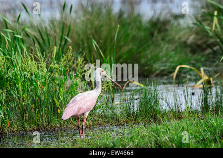 Eine rosige Löffler, Ajaia Ajaja in die Feuchtgebiete von Louisiana, USA. Stockfoto