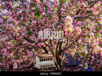 Ein Metall Vogelhaus hängend in einem Zierapfel-Baum in voller Frühjahrsblüte. USA. Stockfoto