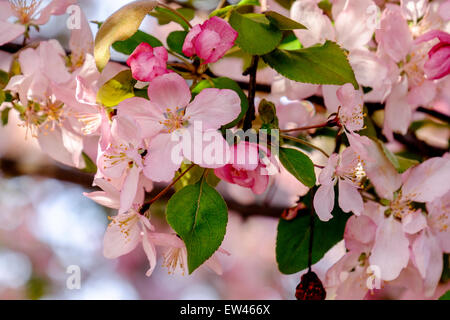 Frühling Blüten auf einem Baum Zierapfel, Malus. USA. Stockfoto