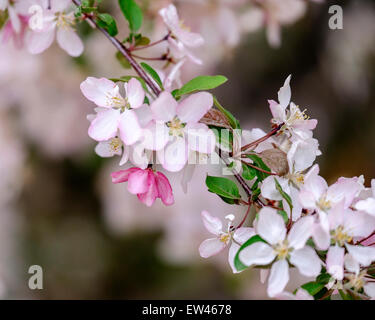 Frühling Blüten auf einem Baum Zierapfel, Malus. USA. Stockfoto