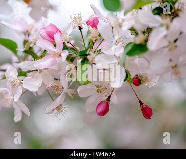 Frühling Blüten auf einem Baum Zierapfel, Malus. USA. Stockfoto