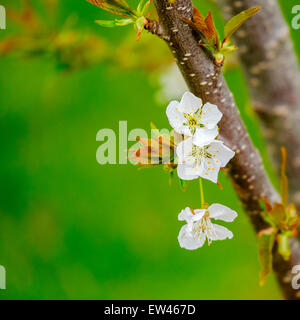 Nahaufnahme der Blüten der Sauerkirsche, Prunus Cerasus. USA Stockfoto