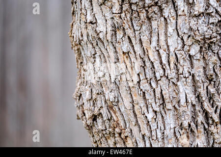 Die Rinde eines Baumes gemeine Esche, Fraxinus Excelsior, gewachsen in Oklahoma, USA. Stockfoto
