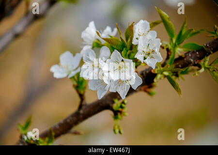 Nahaufnahme der Blüten an einem Baum der Sauerkirsche, Prunus Cerasus. USA. Stockfoto