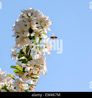 Eine Honigbiene, Apis Mellifera, fliegt zu einem Cluster von Blüten an einem Baum Crapabble. Blauer Himmel, Raum zu kopieren. Stockfoto