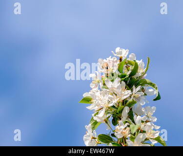 Eine Honigbiene, Apis Mellifera, sammelt Pollen von Crabpple, Malus, Blüten im Frühjahr. Stockfoto