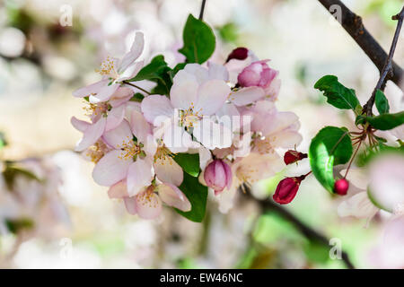 Ein Crabapple Baum, Malus, in voller Frühjahrsblüte. Oklahoma, USA. Stockfoto