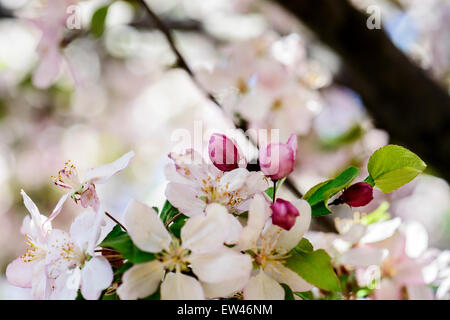 Ein Crabapple Baum, Malus, in voller Frühjahrsblüte. Oklahoma, USA... Stockfoto