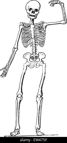 Menschliche Anatomie (Skelett), graviert Vintage Illustration. Stock Vektor