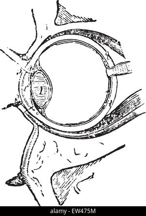 Muskeln des Auges, graviert Vintage Illustration. Stock Vektor