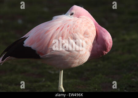 Anden Flamingo (Phoenicopterus Andinus) gefangen Altvogel Schlafplatz, Slimbridge Wetland Centre (WWT), Gloucestershire, England Stockfoto