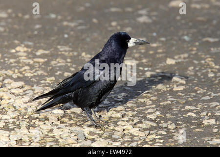 Turm (Corvus Frugilegus) Erwachsenen stehen, Slimbridge Wetland Centre, Gloucestershire, England, UK. Stockfoto