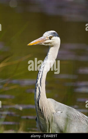 Porträt des grauen Reiher, Ardea Cinerea, Ardeidae, auf der Suche nach in einem Sumpf. Stockfoto