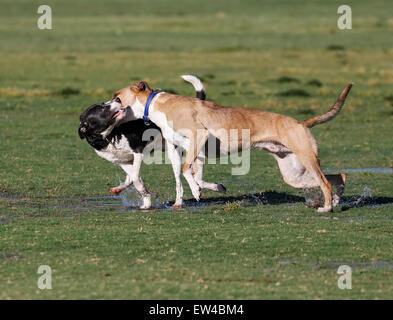 Hunde spielen in der nassen Rasen im park Stockfoto