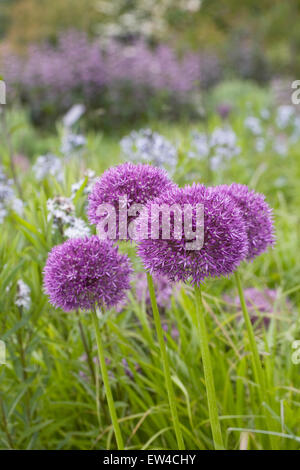 Allium "Pinball Wizard" einen englischen Garten wachsen. Stockfoto