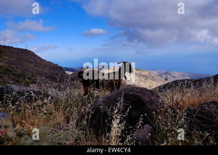 Ziegen, die an den Hängen des südlichen Teils der Insel La Gomera weiden, einer der kleineren Kanarischen Inseln, eine autonome Gemeinschaft Spaniens Stockfoto