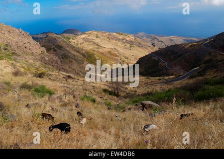 Ziegen, die an den Hängen des südlichen Teils der Insel La Gomera weiden, einer der kleineren Kanarischen Inseln, eine autonome Gemeinschaft Spaniens Stockfoto