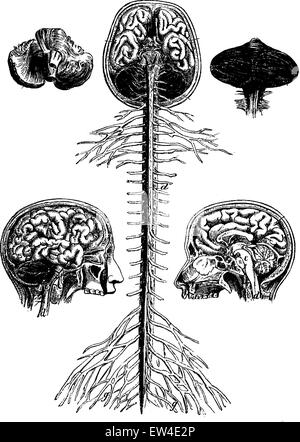 Encephala und Rückenmark, Gehirn, Längsschnitt des Kopfes, Kleinhirn, Vintage eingravierten Abbildung. La Vie dans la Nature, 1890. Stock Vektor