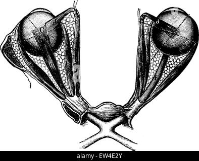 Ticker-Muskeln beider Augen. vorderen Teil des Auges, Vintage gravierten Abbildung. La Vie Dans la Nature, 1890. Stock Vektor